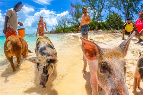 carnival swimming with pigs|SunCay Swimming Pigs Adventure with Lunch at Pigs。